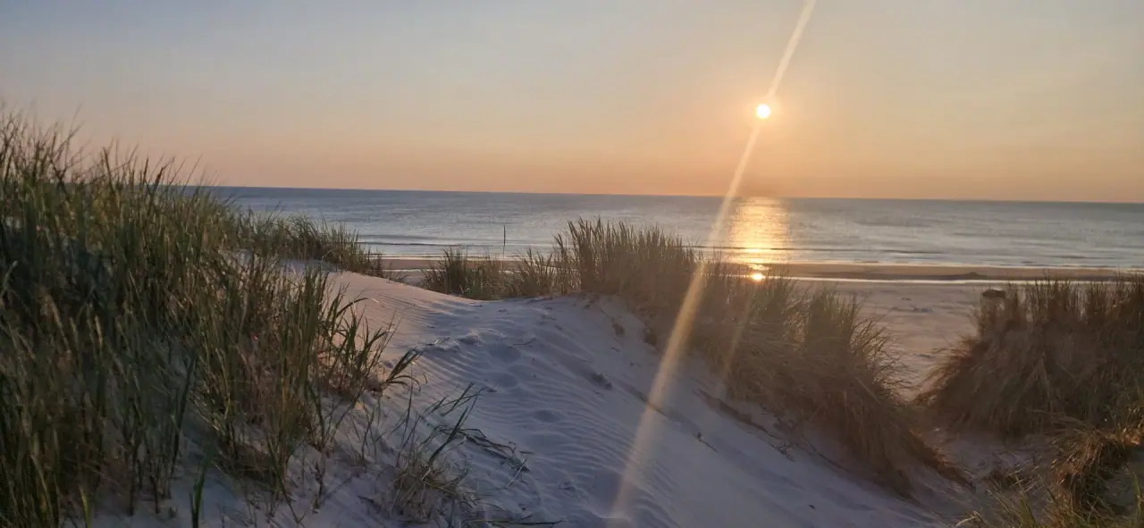 Sonnenuntergang zwischen Dünengras am Strand